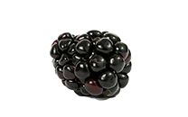 Blackberries