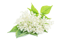 Elderflower